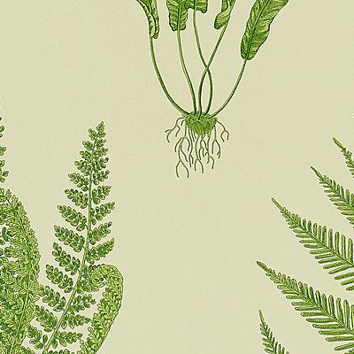 Woodland Ferns Green