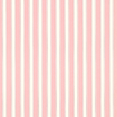 New Tiger Stripe Rose / Ivory