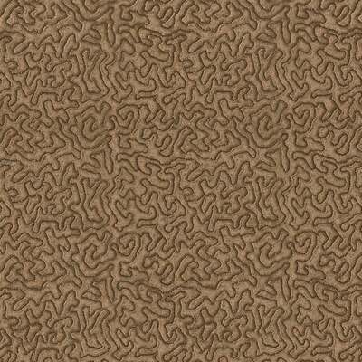 Maze Antelope