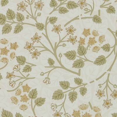 Silver Lime Lichen