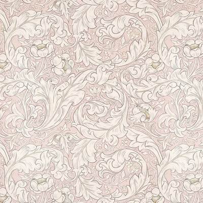 Pure Bachelors Button Faded Sea Pink