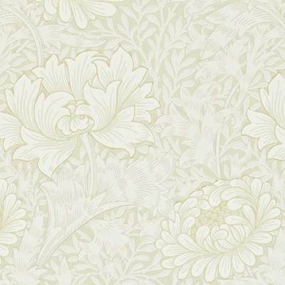 Chrysanthemum Chalk