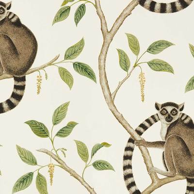 Ringtailed lemur Cream/olive
