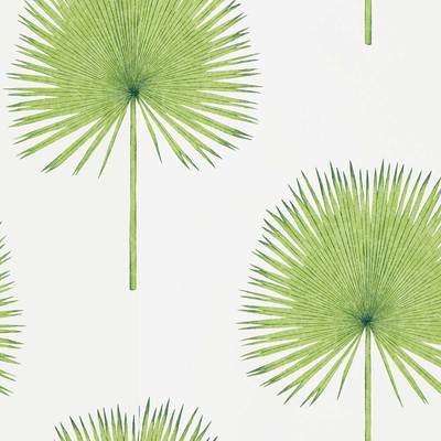 Fan palm Botanical green