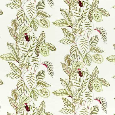 Calathea Olive