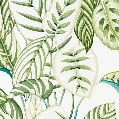 Calathea Botanical green