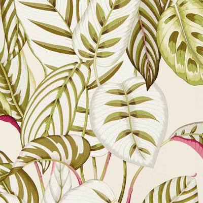 Calathea olive